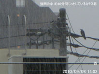in Tokyo 2010.9.8 14:02  ̃JXN (enlarg. 09)