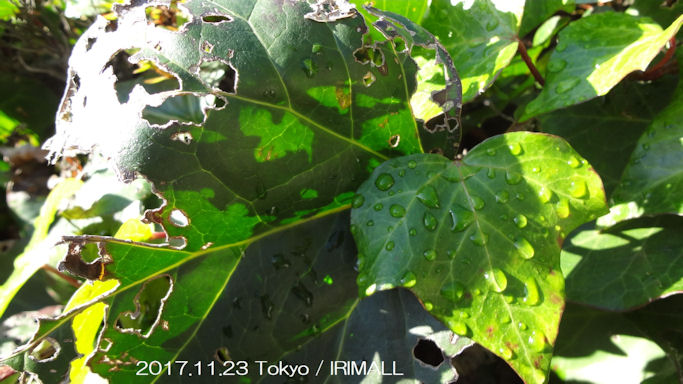in Tokyo 2017.11.23 東京 (enlarg. 69)